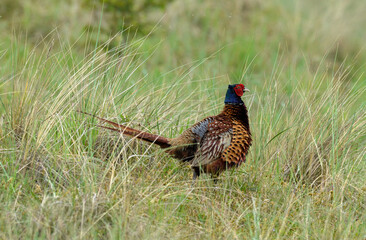 Faisan de Colchide,.Phasianus colchicus, Common Pheasant, mâle