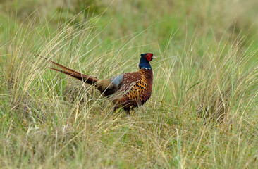 Faisan de Colchide,.Phasianus colchicus, Common Pheasant, mâle