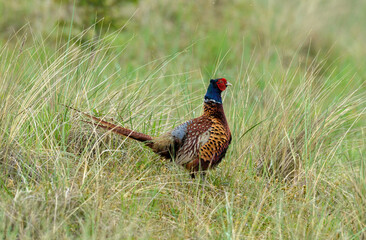 Faisan de Colchide,.Phasianus colchicus, Common Pheasant, mâle