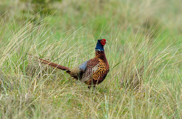 Fototapeta premium Faisan de Colchide,.Phasianus colchicus, Common Pheasant, mâle