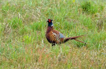 Faisan de Colchide,.Phasianus colchicus, Common Pheasant, mâle