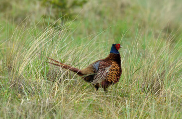 Faisan de Colchide,.Phasianus colchicus, Common Pheasant, mâle