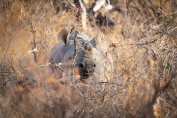 Endangered female white rhino.