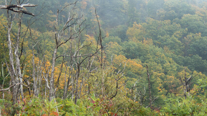 Morning fog in the mountains