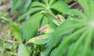wilted and dried leaves of plants at the dacha in summer. Fungal diseases and lack of moisture.