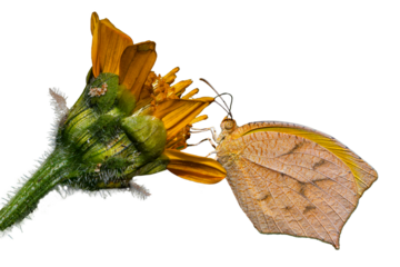Tailed Orange ( Pyristia proterpia) Butterfly Photo, Feeding on a Hairy Arnica (Arnica Hollis) Bloom, Over a Transparent, Isolated. PNG Background
