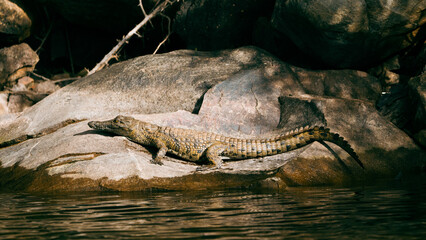 Crocodile sunbathing on rocks