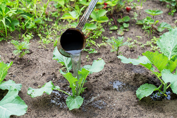 Feed the cabbage plant with organic and mineral fertilizers, watering with water containing nitrogen fertilizer, close-up