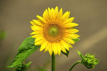 Summer day closeup of a bright yellow Sunflower with green stems and leaves below against a neutral background.
