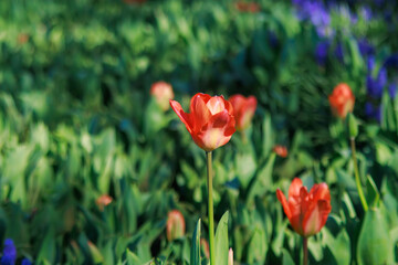 red tulips in the garden, selective close up photo 