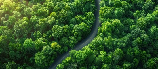Aerial View of a Winding Road Through Lush Green Forest
