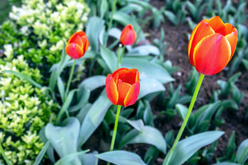 Fototapeta premium close up red and yellow tulip in the garden