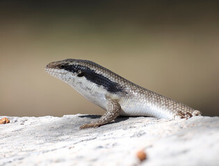 Ovambo Baum Skink (Trachylepis binotata)