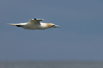 Gannet in Flight