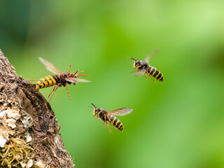 Hornisse (Vespa crabro) und Mittlere Wespe oder Kleine Hornisse (Dolichovespula media) 