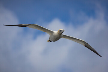 Ganet in Flight