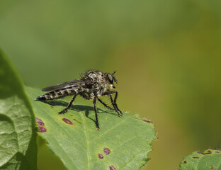 Gemeine Raubfliege (Tolmerus atricapillus)