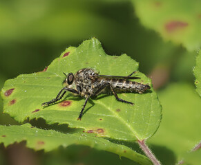 Gemeine Raubfliege (Tolmerus atricapillus)