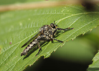 Gemeine Raubfliege (Tolmerus atricapillus)