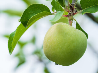 Close-up and summer view of a green apple with leaves in orchard, South Korea
