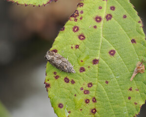 Bunter Obstbaumwickler (Eudemis profundana)