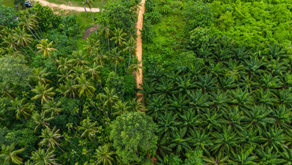 Aerial view of tropical forest in summer, natural background.