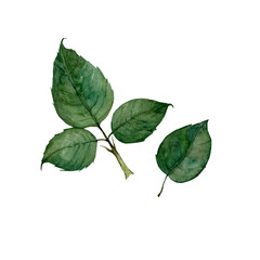 Set of green watercolor leaves