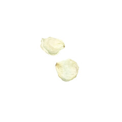 Delicate white watercolor rose petals