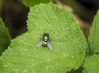 Goldfliege (Lucilia sericata)