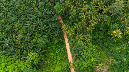 Aerial view of Green Forest, Winding road through the forest, Holiday and Travel.