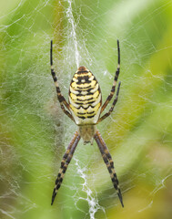 Wespenspinne (Argiope bruennichi) (auch Zebraspinne, Tigerspinne oder Seidenbandspinne)