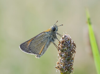 Braunkolbiger oder Ockergelber Braun-Dickkopffalter (Thymelicus sylvestris)