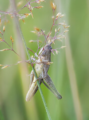 Grashüpfer, Heuschrecke