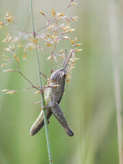 Grashüpfer, Heuschrecke
