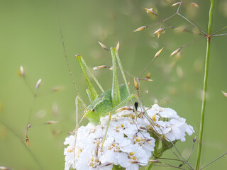 Punktierte Zartschrecke (Leptophyes punctatissima)