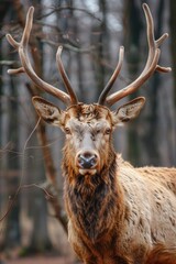 Fototapeta premium moose on the background of forest nature. Selective focus