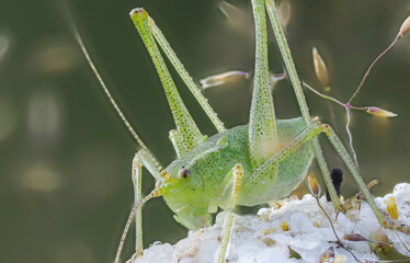 Punktierte Zartschrecke (Leptophyes punctatissima)