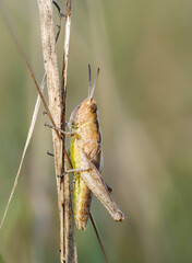 Wiesengrashüpfer (Chorthippus dorsatus)