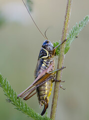 Roesels Beißschrecke (Metrioptera roeselii)