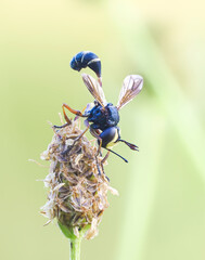 Dunkle Stieldickkopffliege (Physocephala rufipes)
