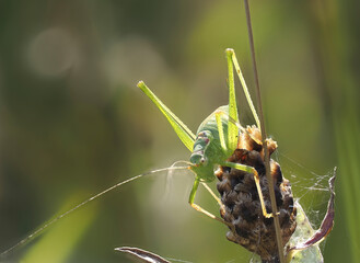 Punktierte Zartschrecke (Leptophyes punctatissima)
