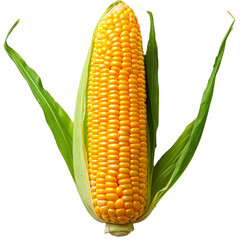 Obraz premium Ear of corn. PNG element isolated on transparent background.