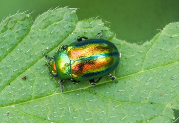 Prächtiger Blattkäfer oder Goldglänzender Blattkäfer (Chrysolina fastuosa) © Lothar Lenz