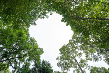 Sunlight filters through the trees in a forest, with Green trees in the background.