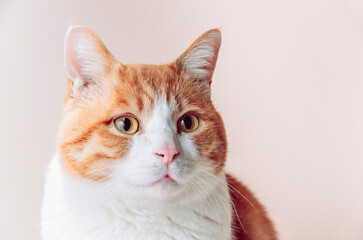 白背景　トラ柄猫　顔アップ