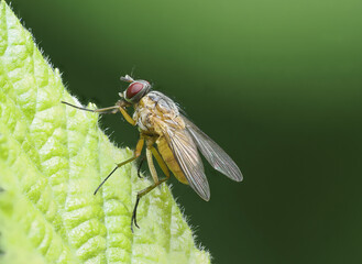 Fototapeta premium Fliege auf Blatt, Eifel, Deutschland