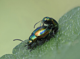 Prächtiger Blattkäfer oder Goldglänzender Blattkäfer (Chrysolina fastuosa) © Lothar Lenz