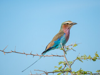 Gabelracke (Coracias caudatus)