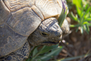 wildlife and Tortoise in the nature of Kurdistan province of Iran