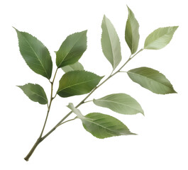 Naklejka premium High-Quality Botanical Image of Lush Green Plant with Vivid Leaves and Branches